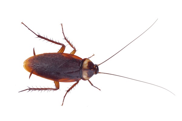 cockroach
