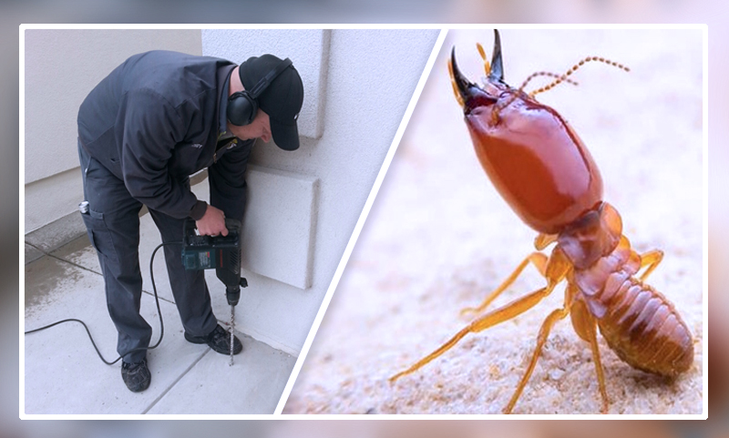 Know-the-basics-of-Termite-Control-Services