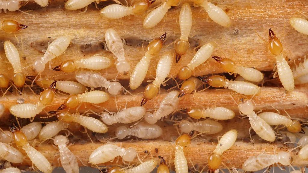 termite